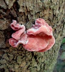 <p><strong>(<em>Auricularia angiospermarum</em>)</strong> – Jelly-like brown ear-shaped fungus on wood. <strong>Saprophyte.</strong><br><strong>Uses:</strong> Edible; common in Asian cuisine.</p>