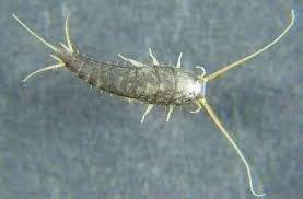 <p>Silverfish</p><ul><li><p>wingless</p></li></ul><p></p>