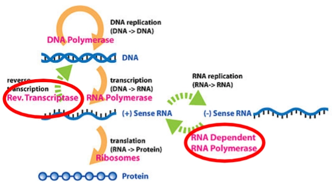 <ul><li><p>Als een virus DNA als genetisch materiaal heeft (zoals Herpes- of Adenovirussen), volgt het grotendeels de machines van onze eigen cel:</p><ul><li><p><strong>DNA replication (DNA → DNA):</strong> Het virus kopieert zijn eigen DNA met behulp van een <strong>DNA Polymerase</strong> (oranje pijl boven).</p></li><li><p><strong>Transcription (DNA → RNA):</strong> Het virale DNA wordt overgeschreven naar mRNA door een <strong>RNA Polymerase</strong> (oranje pijl midden). Dit mRNA is gecodeerd als <strong>(+) Sense RNA</strong>, wat betekent dat het direct leesbaar is voor onze eiwitfabrieken.</p></li><li><p><strong>Translation (RNA → Protein):</strong> Het ribosoom van de gastheercel (<strong>Ribosomes</strong>, oranje pijl onder) leest het mRNA af en bouwt de virale eiwitten (<strong>Protein</strong>, de blauwe kralenketting).</p></li></ul></li></ul><p></p><ul><li><p>Sommige virussen hebben RNA als genoom, maar willen dit tijdelijk in het DNA van de gastheer bouwen (zoals HIV). Dit proces heet <strong>Reverse Transcription</strong>.</p><ul><li><p><strong>Het enzym: Rev. Transcriptase (Reverse Transcriptase):</strong> Dit is een uniek viraal enzym (gemarkeerd met de groene stippelpijl omhoog). Menselijke cellen bezitten dit enzym niet.</p></li><li><p><strong>De actie:</strong> Het neemt het virale <strong>(+) Sense RNA</strong> en bouwt dit achterwaarts om naar viraal <strong>DNA</strong>. Dit gevormde DNA integreert vervolgens in het menselijke genoom, waarna de cel weer via de normale oranje pijlen viraal mRNA en eiwitten gaat maken.</p></li></ul></li></ul><p></p><ul><li><p>Veel virussen hebben uitsluitend RNA bij zich (zoals het Coronavirus of Influenza) en komen in hun hele levenscyclus helemaal geen DNA tegen. Ze moeten hun RNA direct vermenigvuldigen via <strong>RNA replication (RNA → RNA)</strong>.</p><ul><li><p><strong>Het probleem:</strong> Menselijke cellen kunnen alleen RNA maken op basis van een <em>DNA</em>-sjabloon. Onze cellen hebben geen enzymen die RNA kunnen kopiëren vanaf een <em>RNA</em>-streng.</p></li><li><p><strong>Het enzym: RNA Dependent RNA Polymerase (RdRP) (De rode cirkel rechts):</strong> Het virus moet dus verplicht zelf de code meenemen voor dit specifieke enzym.</p></li><li><p><strong>De actie (Groene stippelpijlen rechts):</strong></p><ol><li><p>Het RdRP leest het binnengekomen <strong>(+) Sense RNA</strong> af en bouwt een complementaire, omgekeerde spiegelstreng: het <strong>(-) Sense RNA</strong>.</p></li><li><p>Vervolgens gebruikt het RdRP die minstreng (<strong>-</strong>) weer als blauwdruk om duizenden nieuwe plusstrengen (<strong>+</strong>) te kopiëren.</p></li><li><p>Deze nieuwe <strong>(+) Sense RNA</strong>-strengen dienen direct als mRNA voor de <strong>Ribosomes</strong> om nieuwe virale eiwitten te maken óf worden verpakt als het genetische materiaal voor de nieuwe virusdeeltjes.</p></li></ol></li></ul></li></ul><p></p>