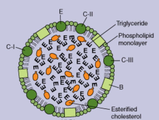 <p>Which lipoprotein is this?</p>