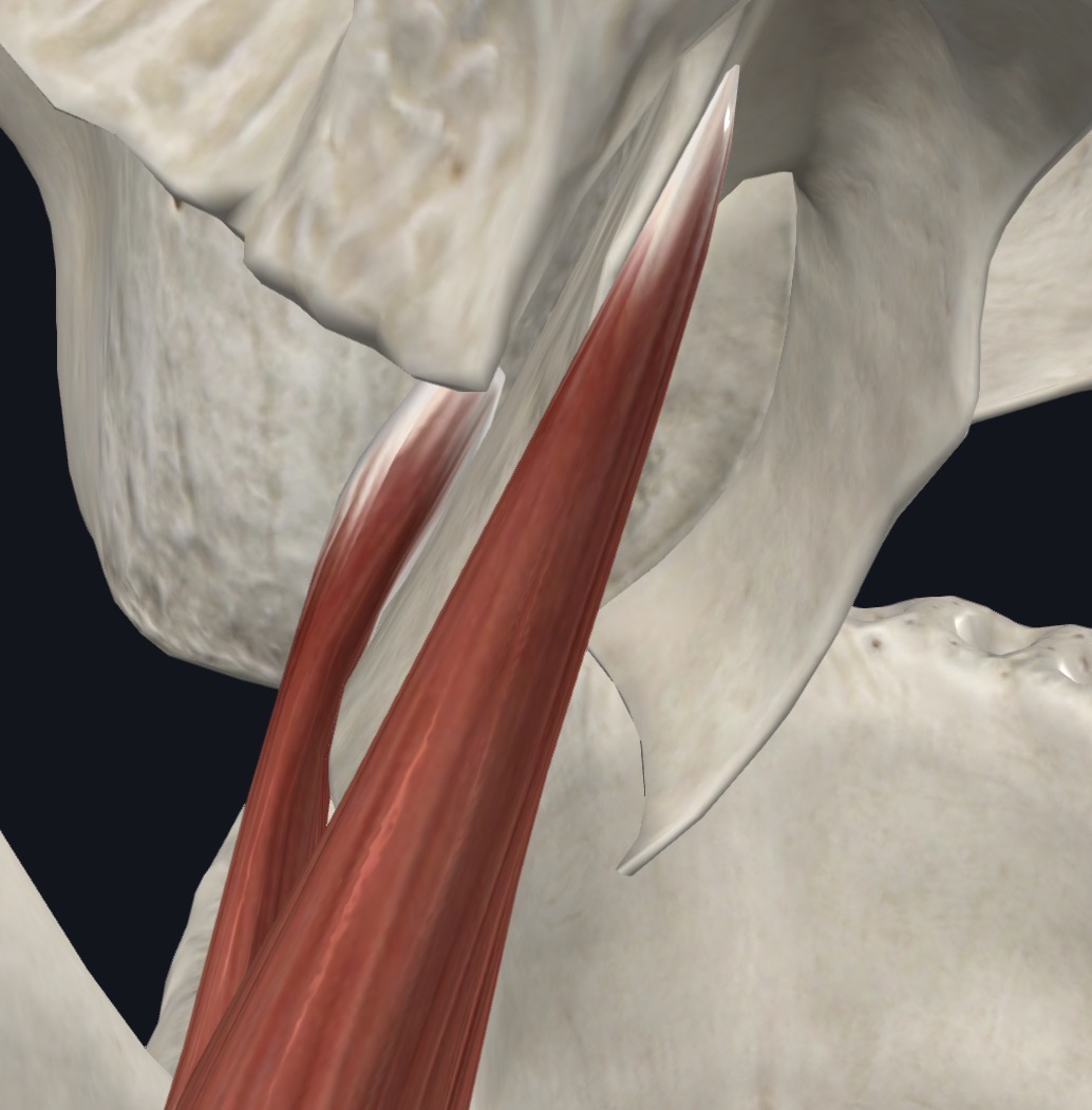 <p>Quadrangular two-headed muscle from (1) medial surface of lateral pterygoid plate and pyramidal process of palatine bone (2) tuberosity of maxilla</p>