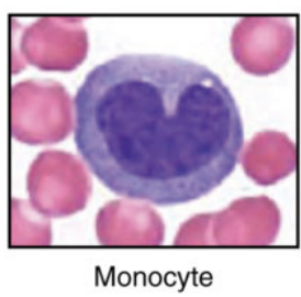 <p>Monocytes increase in what conditions?</p>
