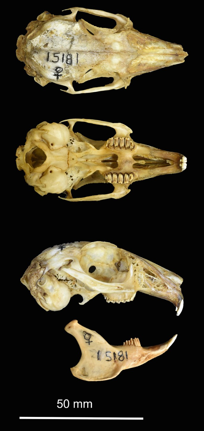 <p>Family Leporidae Sylvilagus audubonii( audubon’s/desert cottontail)</p>