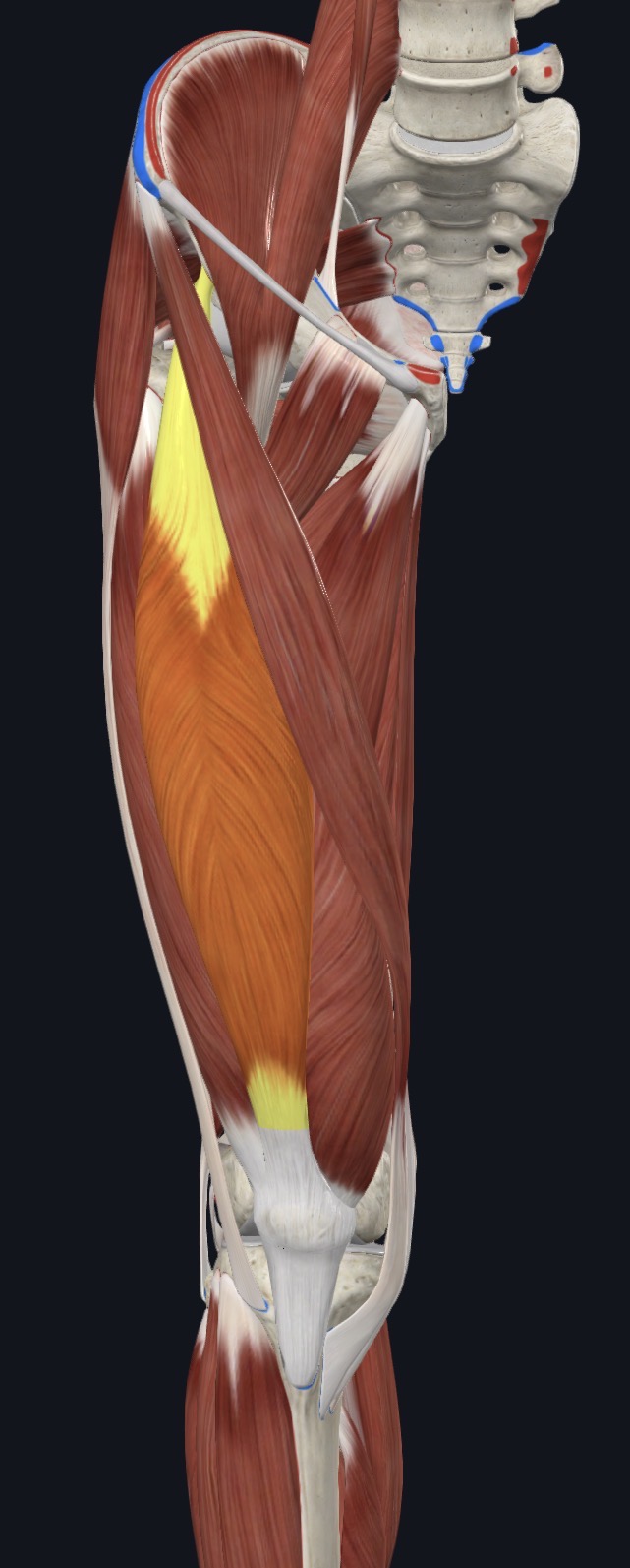 <p>Anterior Thigh</p>