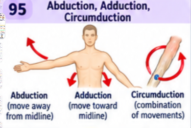 <p>Abduction moves away from the body's midline; adduction moves toward it. For fingers and toes, use the digit's reference axis. Circumduction combines flexion, abduction, extension, and adduction so the distal end traces a circle.</p>