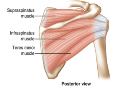 <p>What is the <strong>action </strong>of the <strong>Supraspinatus</strong>?</p>