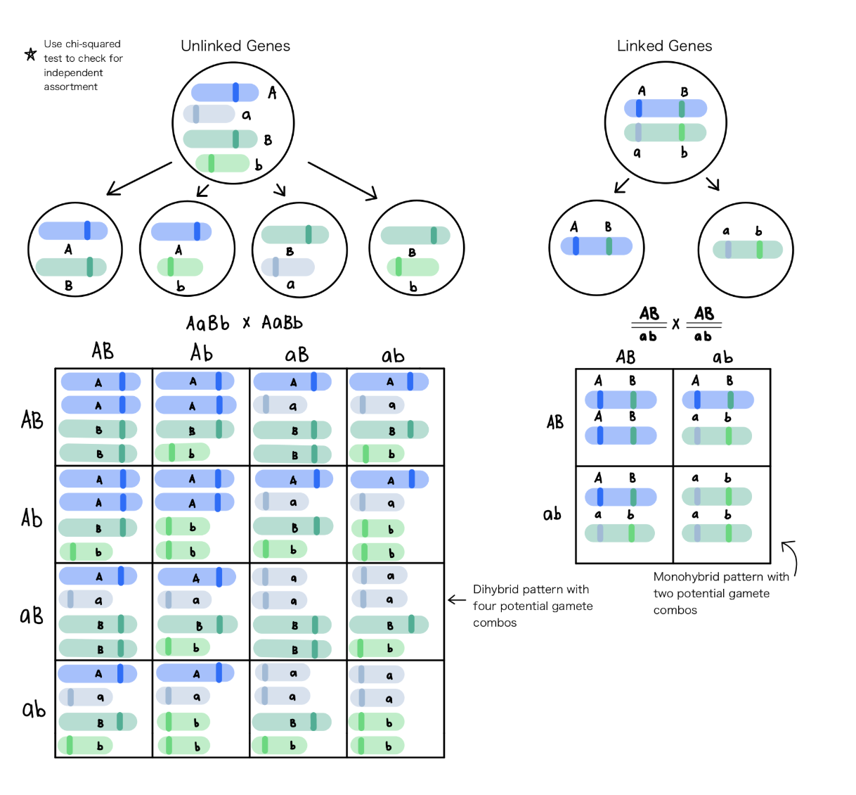 <ul><li><p><span>Because they don't sort independently during meiosis</span></p></li><li><p><span>Crossing over can occur between genes on the same chromosome but this is unlikely particularly if they are close together</span></p></li><li><p><span>Therefore, the closer the genes are to each other on the same chromosome, they more likely they will be inherited together</span></p></li></ul><p></p>
