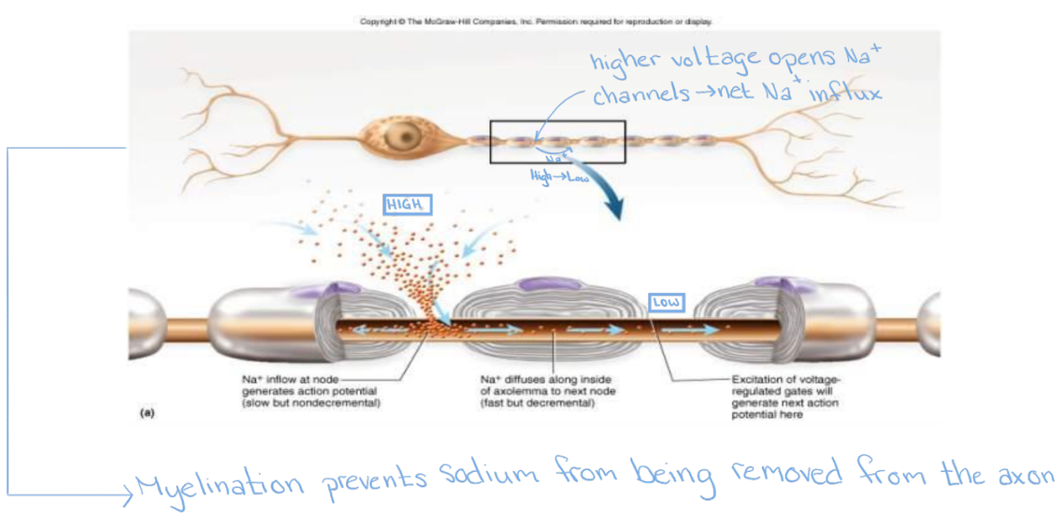 <ul><li><p>Voltage-gated channels needed for APs</p><ul><li><p>Fewer than 25 per um<sup>2</sup> in myelin-covered regions</p></li><li><p>Up to 12,000 per um<sup>2</sup> in nodes of Ranvier</p></li></ul></li><li><p>Fast Na<sup>+</sup> diffusion occurs between nodes</p></li></ul><p></p>