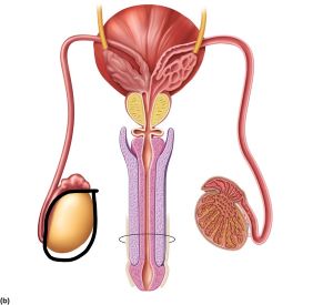 <p>identify the structure that is circled.</p>