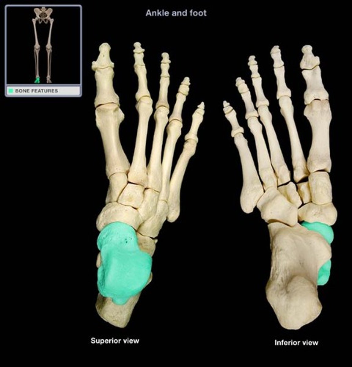 <p>- Ankle bone</p>