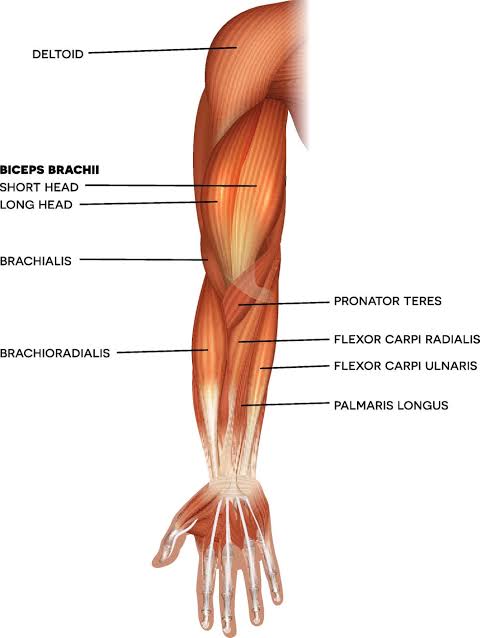 <p>lateral forearm</p>