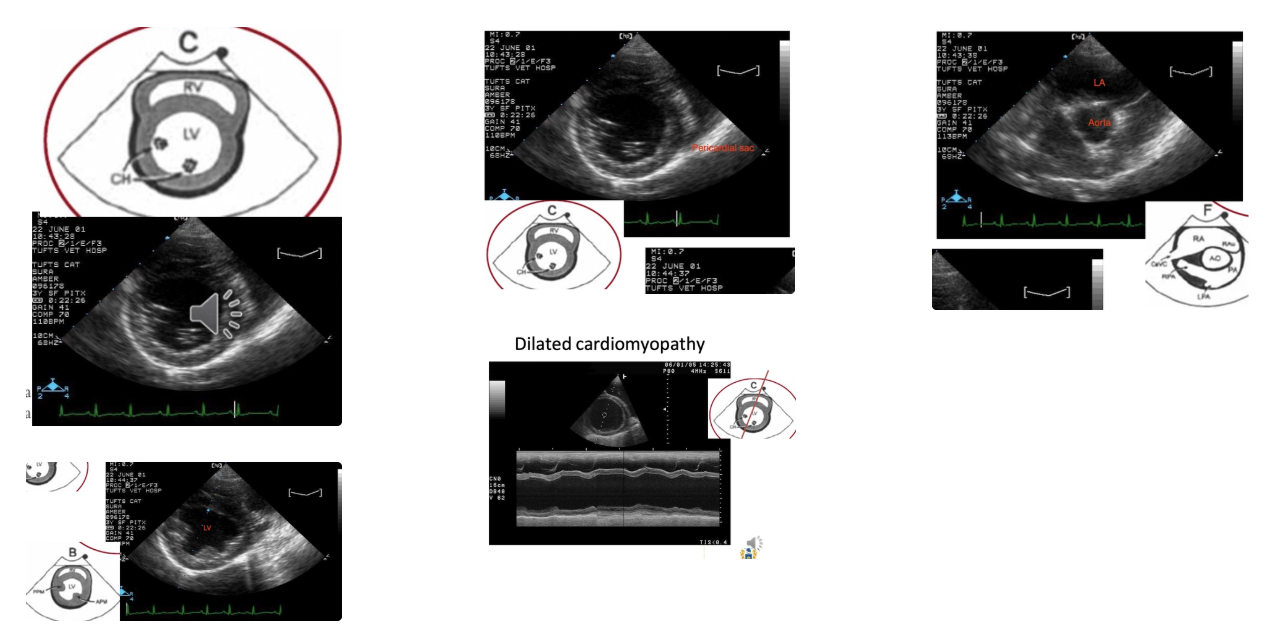 <ol><li><p><strong>Structure</strong></p><ul><li><p>Size of chambers and vessels (LA:Ao ratio)</p></li><li><p>Defects and masses</p></li><li><p>Pericardial fluid</p></li><li><p>Valve thickening or stenosis</p></li></ul></li><li><p><strong>Blood flow</strong> (colour doppler)</p><ul><li><p>Regurgitation</p></li><li><p>Stenosis</p></li><li><p>Direction</p></li><li><p>Speed</p></li></ul></li><li><p><strong>Ventricular function</strong></p><ul><li><p>SV</p></li><li><p>Contractility</p></li><li><p>Preload</p></li><li><p>Distensibility</p></li><li><p>Synergy</p></li><li><p>CO</p></li></ul></li></ol><p></p>