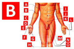 <p>Main part of the body, from Shoulders through "K"</p>