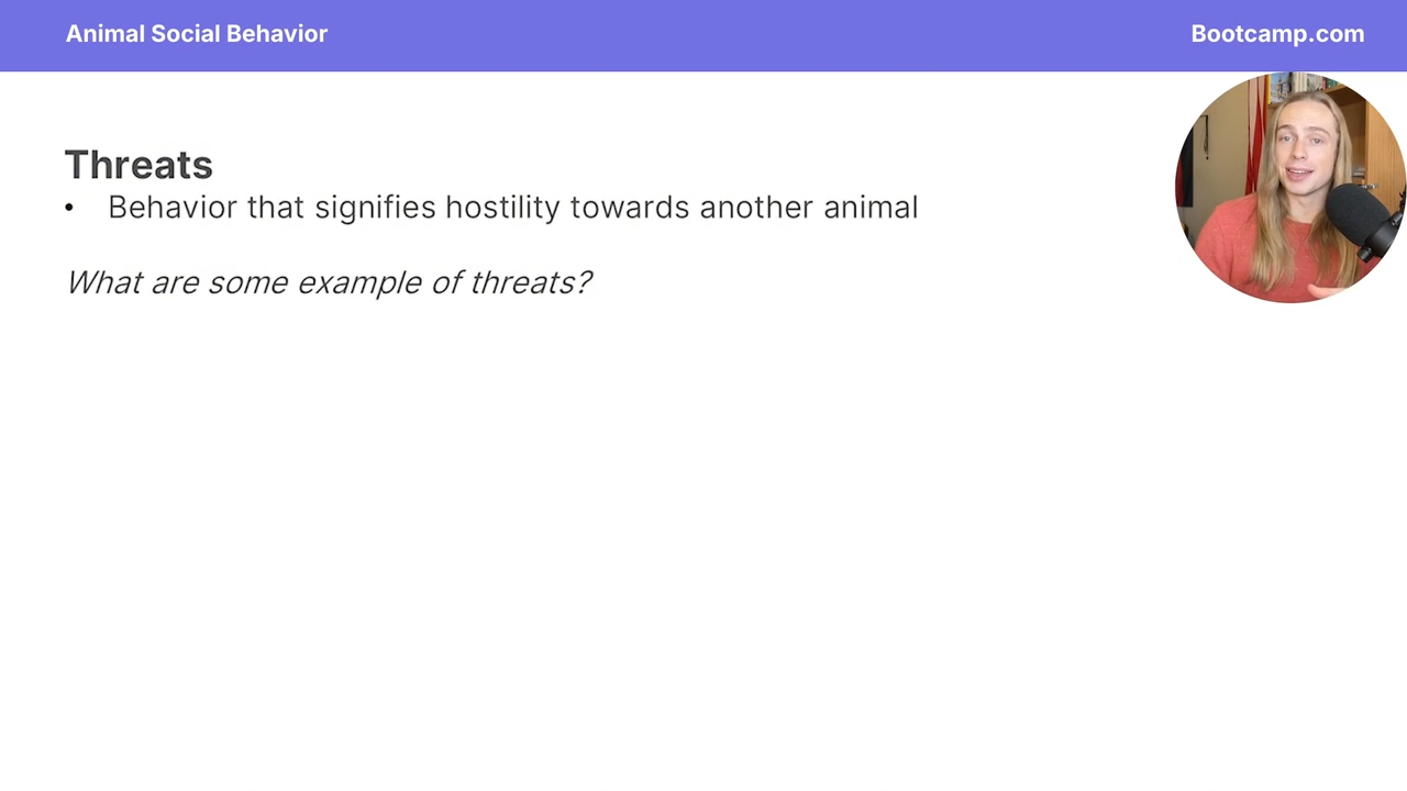 <p>behavior that signifies hostility towatds another animal </p>