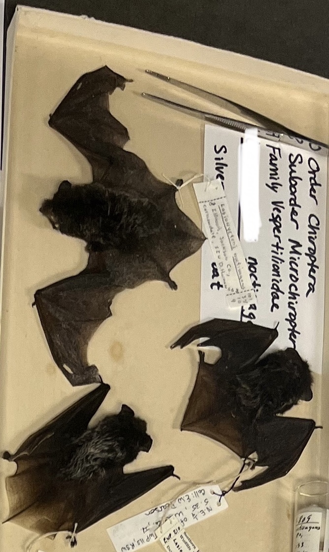 <p>Silver-haired Bat </p>