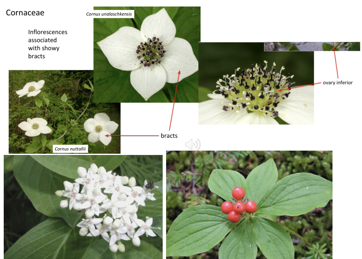 <p>Cornaceae</p>