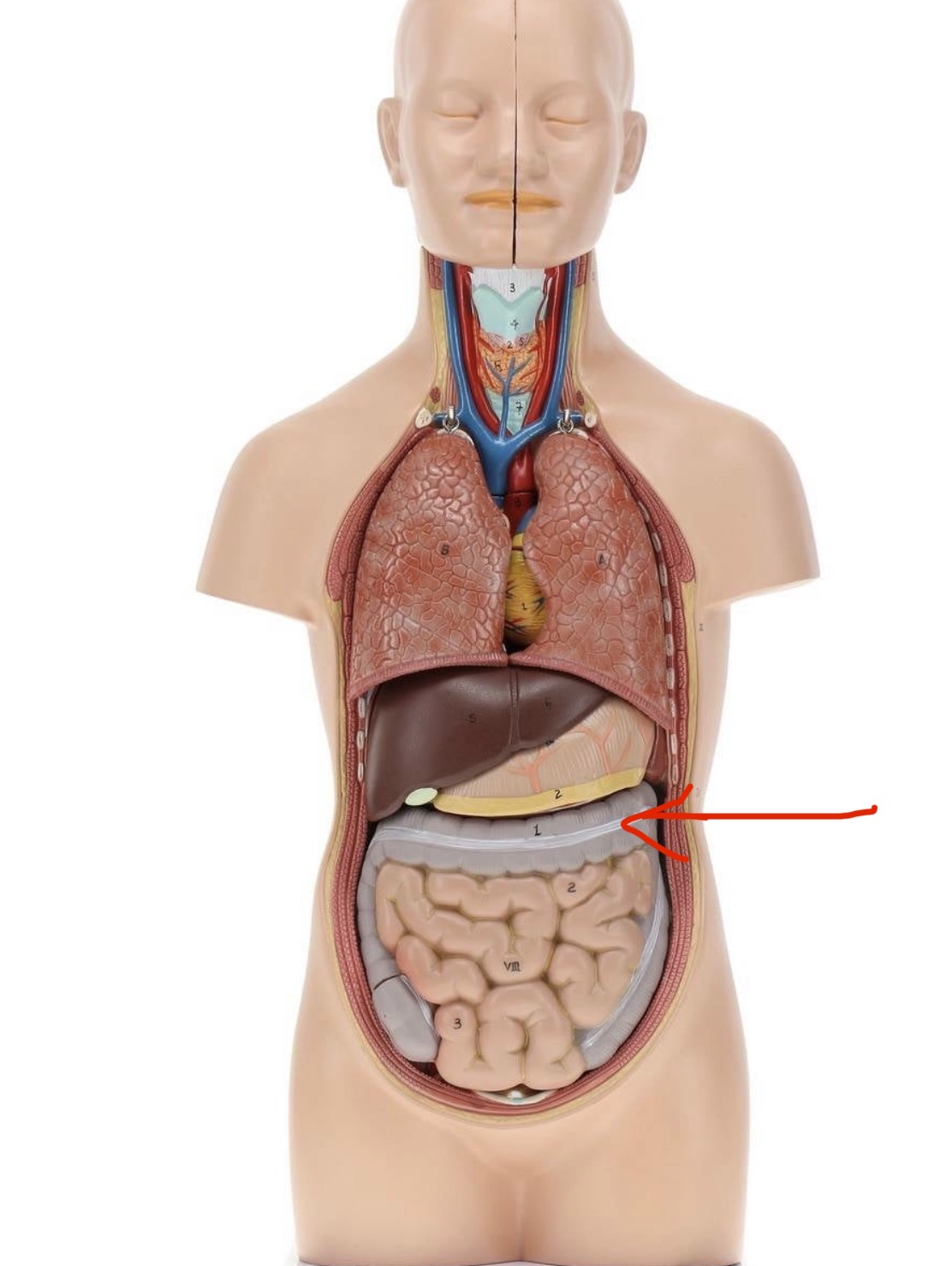 knowt flashcard image