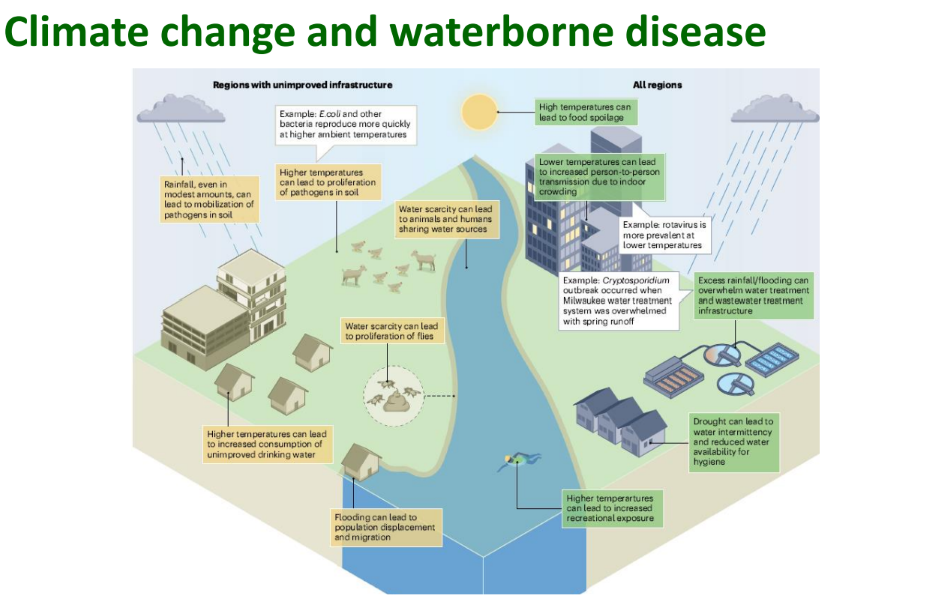 <p>Explain how this example of<strong> Climate Change</strong> <span style="color: green;"><strong>increases </strong></span>the transmission of <strong>waterborne viral </strong>and <strong>protozoal diseases</strong>:</p><p>1) <strong>Heatwaves</strong></p>
