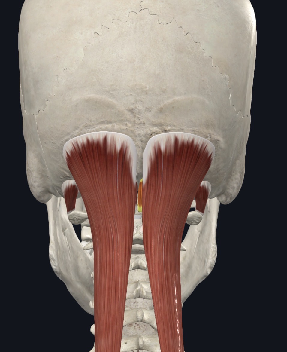 <p>Extension of Head</p>