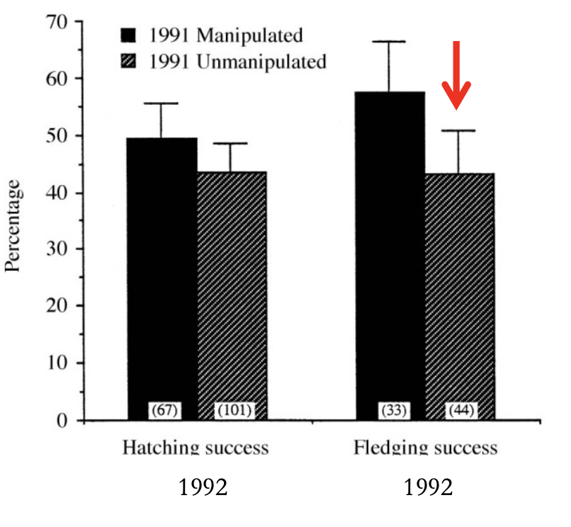 <p>• Parents who fed young during the experiment (un-manipulated) experienced lower fledging success the next year</p><p>• The high energetic cost of parental care has long-lasting effects on fitness</p>