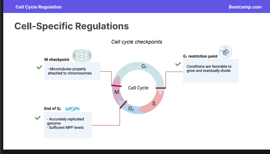 <p><strong>G1 Restriction Point: </strong></p><ul><li><p>Conditions are favorable to grow and eventually divide.</p></li></ul><p></p><p><strong>End of G2</strong></p><ul><li><p>Accurately replicated genome</p></li><li><p>Sufficient MPF Levels (maturation promoting factor)</p><ul><li><p>MPF is the protein complex that controls the cells entry into mitosis</p></li></ul></li></ul><p></p><p><strong>M Checkpoint</strong></p><ul><li><p>Microtubules properly attached to chromosomes. </p></li></ul><p></p>