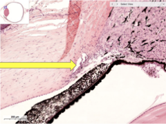 <p>identify the specific structure</p>