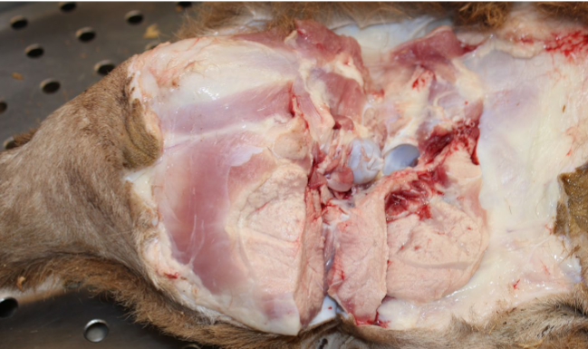 <p>Skeletal muscle from the leg of a sheep. What likely caused this?</p>