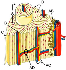<p>small blood vessel that penetrate the compact bone</p>