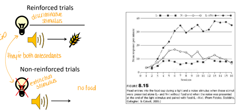 <p>pavolvian conditioning</p><ul><li><p>light and no light are both antecendents</p></li><li><p>no light: extinction stimulus bc it means no food</p></li><li><p>light: discriminative stimulus bc it means food</p></li></ul><p></p>