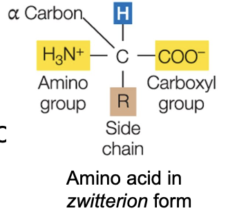 <p><strong>Remember, bases can receive H+ (a proton), acids can donate H+</strong></p><p class="p1">In low pH, NH2 becomes NH3+</p><p class="p1">In high pH, COOH becomes COO-</p>