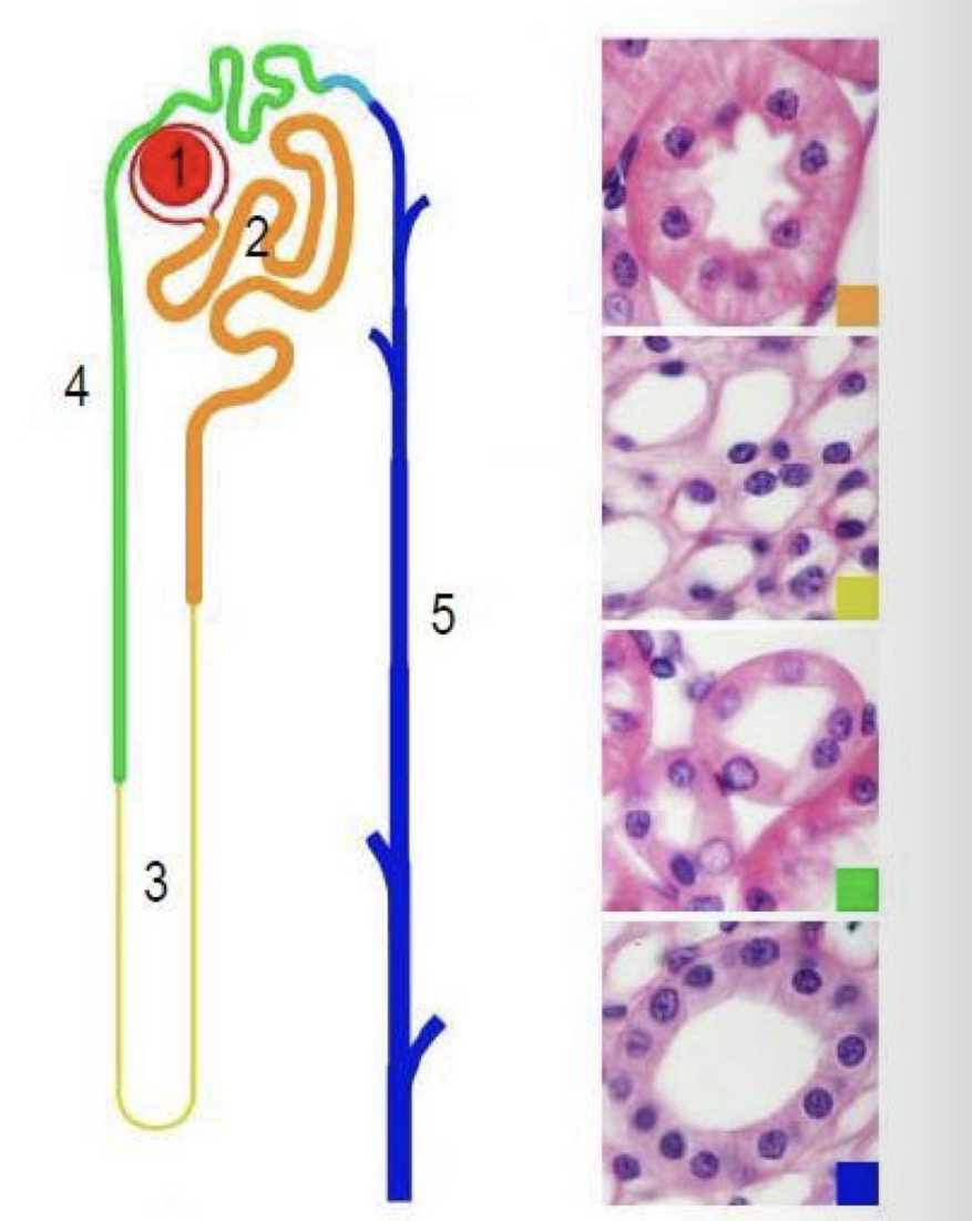 <ol><li><p>Renal corpuscle</p></li><li><p>proximal convoluted tubule</p></li><li><p>loop of Henle</p></li><li><p>distal convoluted tubule</p></li><li><p>connecting tubule</p></li></ol><ul><li><p>collecting duct</p></li></ul><p></p>
