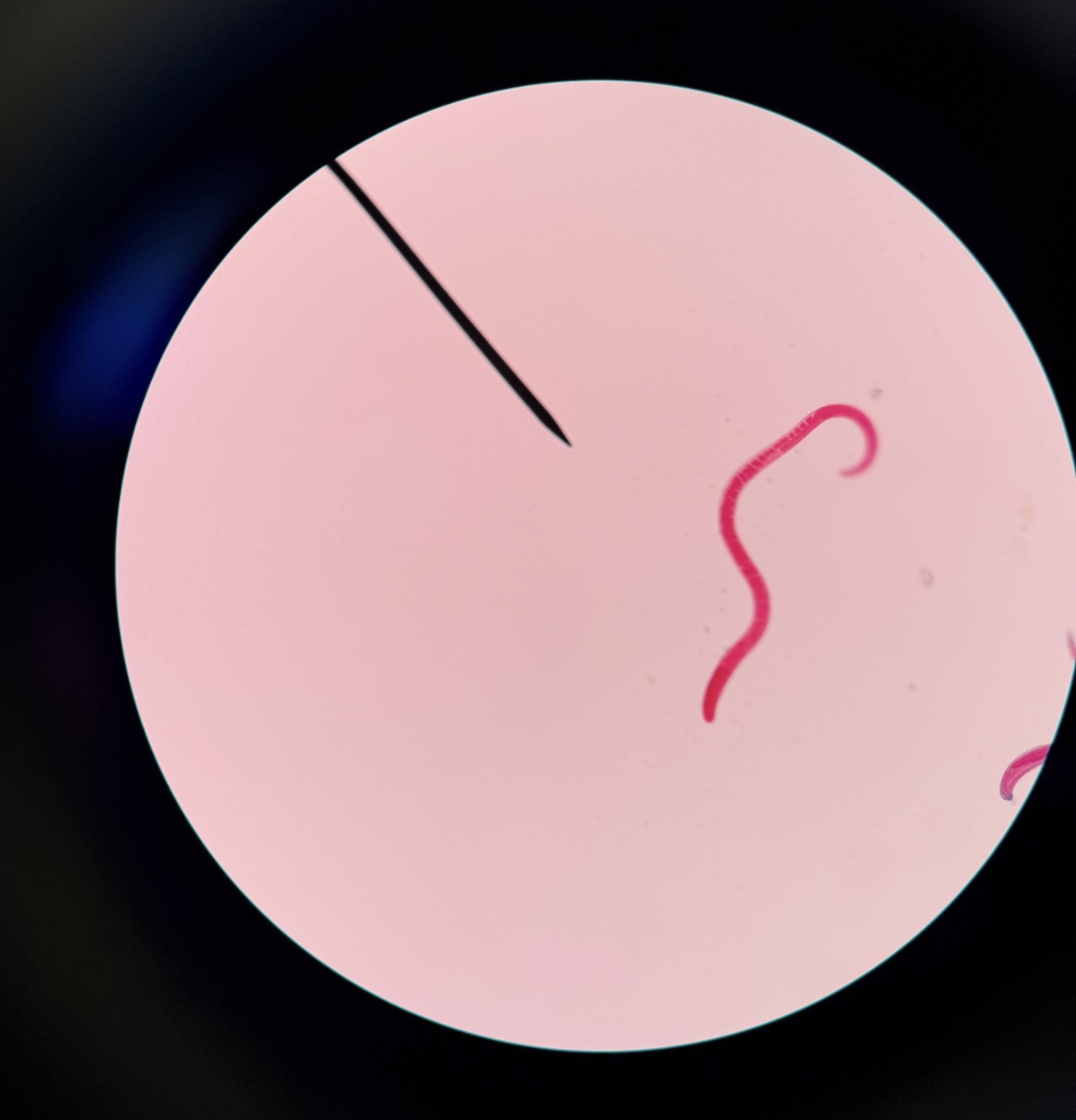 <p>What is this?</p>