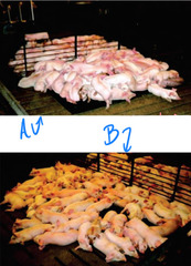 <p>What kind of information can you gather from the images of these two separate sets of pigs?</p>