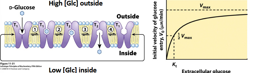 <p>facilitated transporter</p><ul><li><p>induced fit → conformational change→ product release</p></li><li><p>T1 = ES</p></li><li><p>T2 = EP</p></li><li><p>not reversible</p></li><li><p>what would make it reversable?</p></li></ul><p></p>
