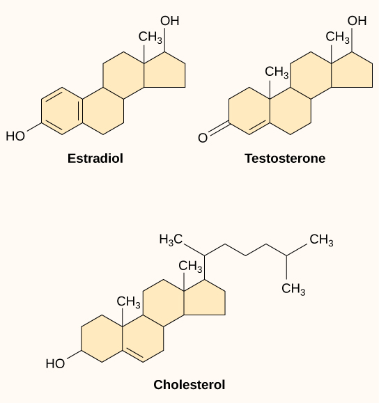 <p>Group of atoms attached to C, replaces H</p><p>Changes complexity, shape, and properties of molecules</p><p>Key to molecular function</p><p>Exp: estradiol and testosterone sim structures but slight differences create big changes</p>