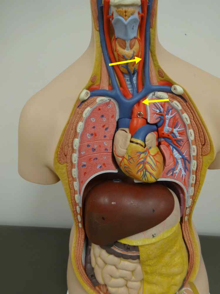 <p>Name the structure</p>