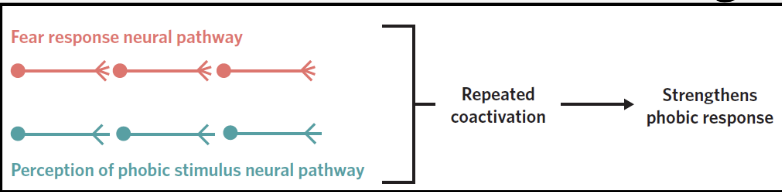 <ul><li><p><span style="background-color: transparent; font-family: "Open Sans", sans-serif;">Aids in learning and memory of fear→strengthens synaptic connections in the neural pathway formed during the learning process.</span></p></li><li><p><span style="background-color: transparent; font-family: "Open Sans", sans-serif;">The more the phobic stimulus is encountered, the more the connection is strengthened→ harder it is to forget the fear.</span></p></li></ul><p></p>