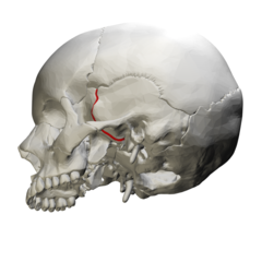 <p>Joins the sphenoid bone to the squamous part of the temporal bone</p>