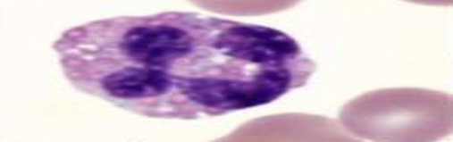 <p>What species does this eosinophil belong to?</p>