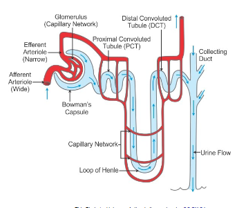 <p>reabsorbs Na+ and Cl- from filtrate into interstitial fluid</p>