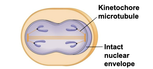 <p>This type of cell division occurs where?</p>