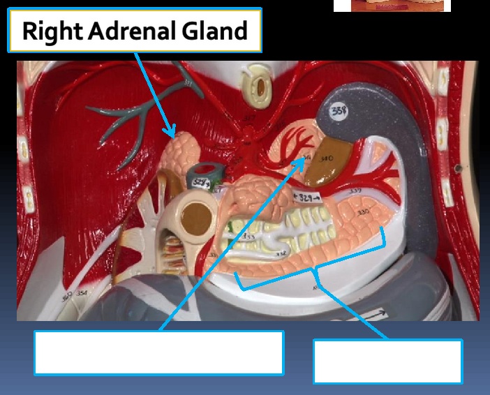 <p>Structure: Right adrenal gland</p><p>System: Endocrine</p><p>Function: Produces hormones.</p>