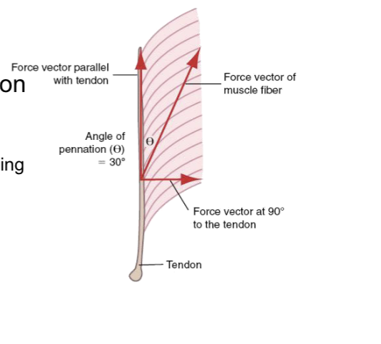 <p><strong>Describe</strong> the effect of pennation angle on muscle force production.</p>