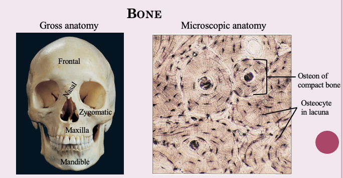 <ul><li><p>It is the study of the structure of the body parts and their relationship to one another</p><ul><li><p>Gross anatomy —> macroscopic structures of the body that can be seen without microscope</p></li><li><p>Microscopic (histology) —> tissue and under microscope things</p></li></ul></li></ul><p></p>