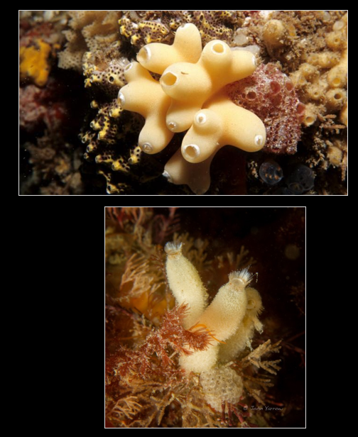<p>Which phylum and class are these from?</p>