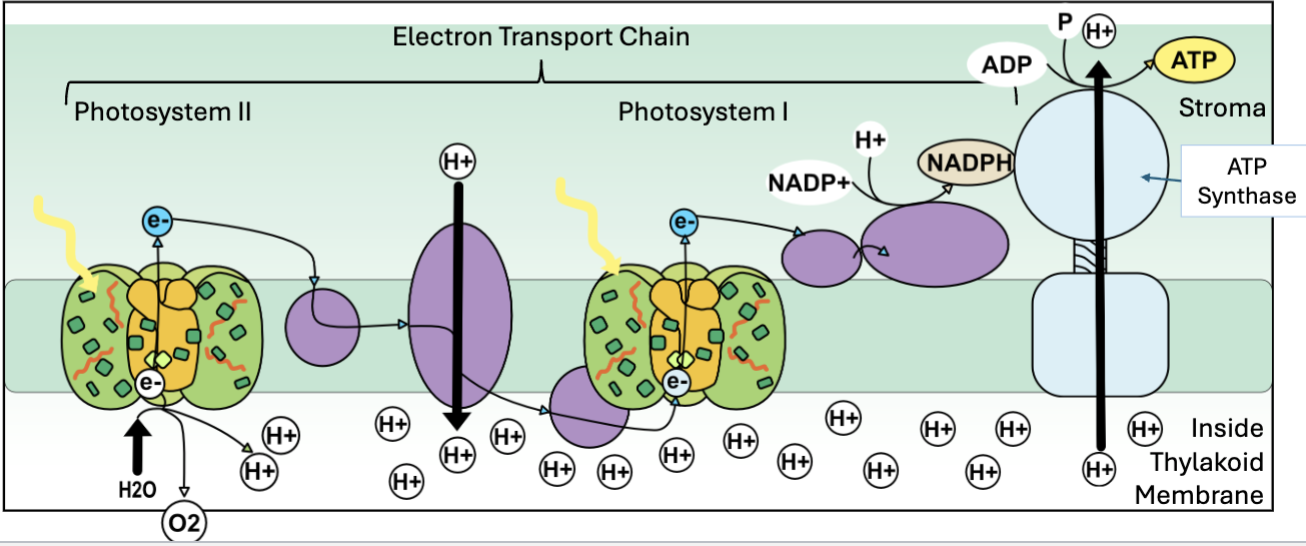 <p>uses light to produce ATP </p><ol><li><p>light excited electrons in photosystem 2, water is split releasing O2, protons and electrons </p></li><li><p>electrons travel down an electron transport chain to photosystem 1, this releases energy to pump H+ into the thylakoid lumen, building a gradient and generates NADPH</p></li><li><p>H+ flow down the gradient back into the stroma, passing through ATP synthase which drives ATP production</p></li></ol><p>summary </p><ul><li><p>Converts sunlight (lightnenergy) into ATP (chemical energy)</p></li><li><p>Splits water and releases oxygen</p></li><li><p>Products of the light reactions (ATP and NADPH) are released into the stroma</p></li></ul><p></p>