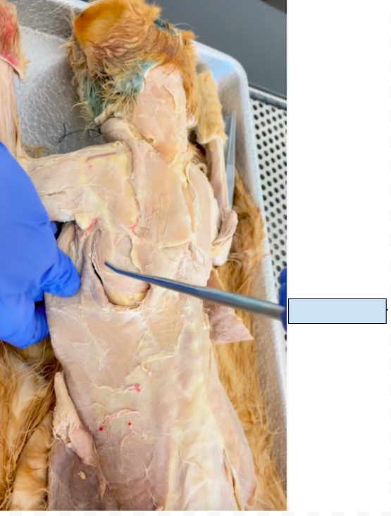 <p>What is hidden?</p>