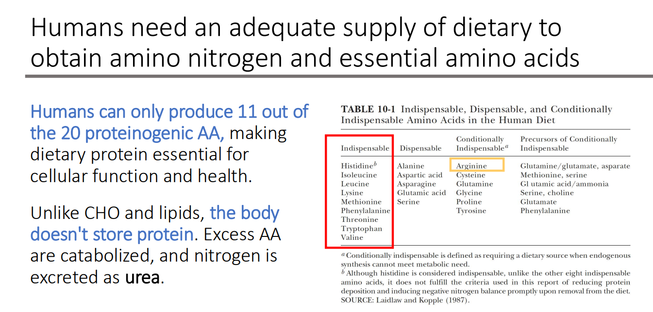 <p>they are catabolized, and nitrogen is excreted as urea.</p>