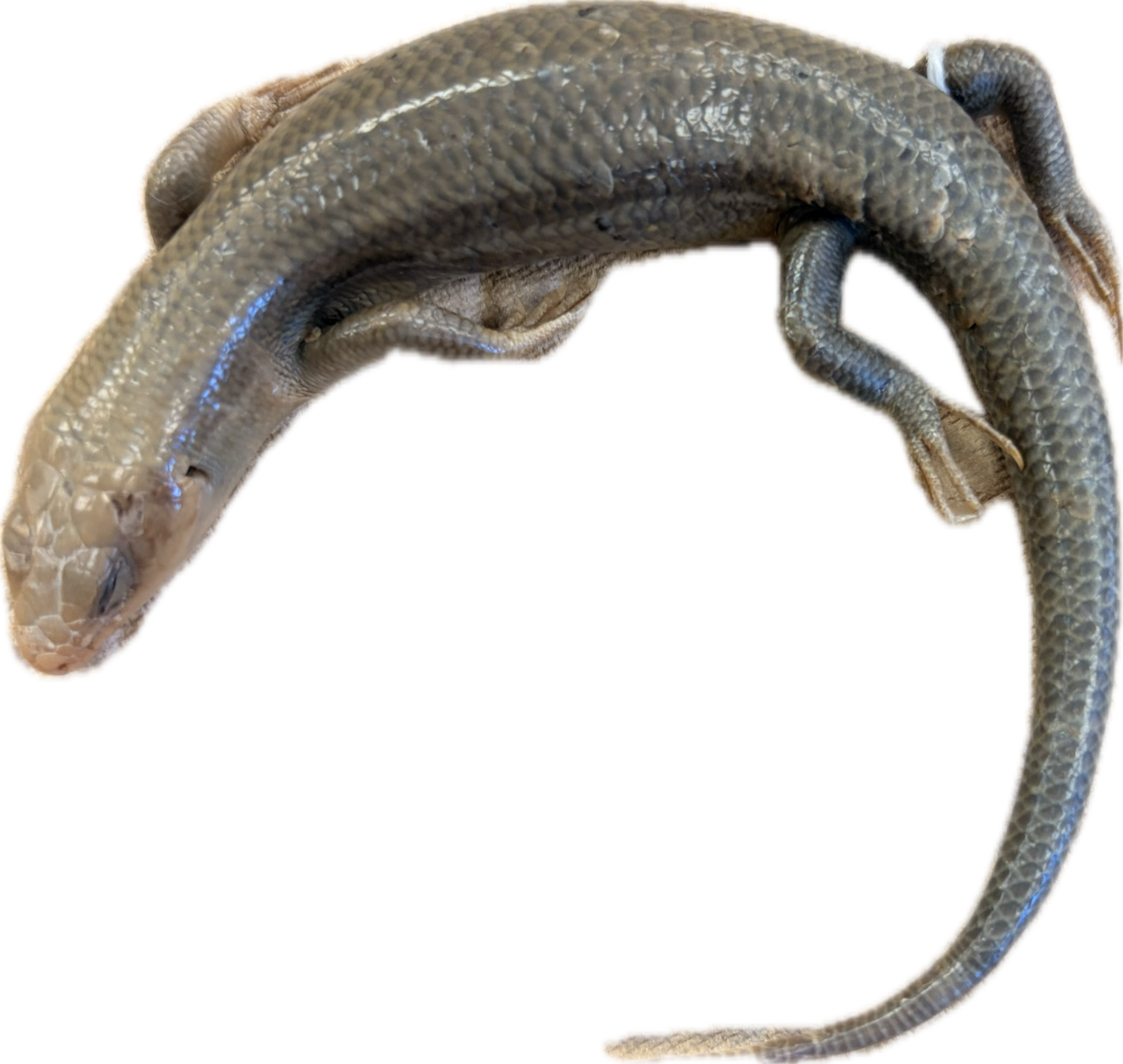 knowt flashcard image