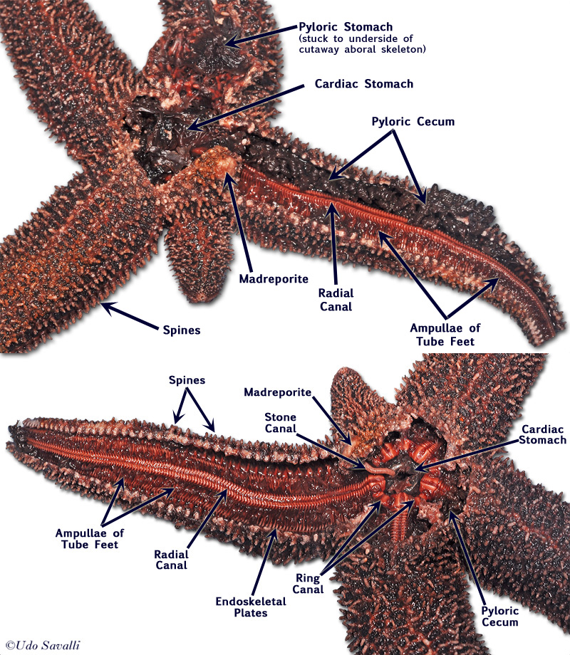 <p>deuterostomes—first opening during development (blastopore) becomes anus</p><p>name means “spiny skin” b/c body wall has spines</p><p>adults exhibit radial symmetry</p><ul><li><p>have 5 symmetrical radiating areas called ambulacra</p></li></ul><p>they have pedicellaria (spine modifications on dermis) which are pincers that function in protection</p><ul><li><p>these structures are found surrounding base of spine</p></li></ul><p>skeletal system:</p><ul><li><p>endoskeleton is derived from mesoderm; formed from calcium carbonate plates (ossicles)</p></li><li><p>water-vascular system—plays role in movement, gas exchange and molecular nutrient uptake</p></li></ul><p>respiration/excretion:</p><ul><li><p>skin gills function both in gas exchange as well as excretion</p></li></ul><p></p>